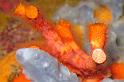 faux corail